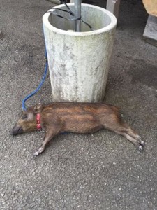 11168062_585993511543815_1402657054035841233_n